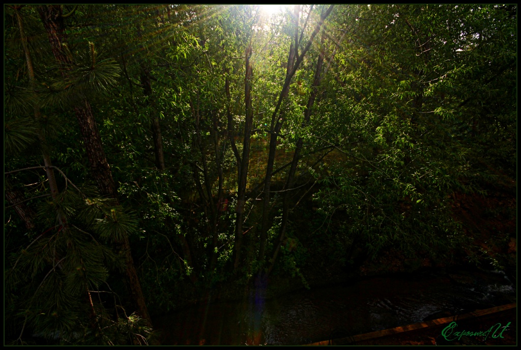 Shining Through the Trees by exposure4u