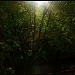 Shining Through the Trees by exposure4u