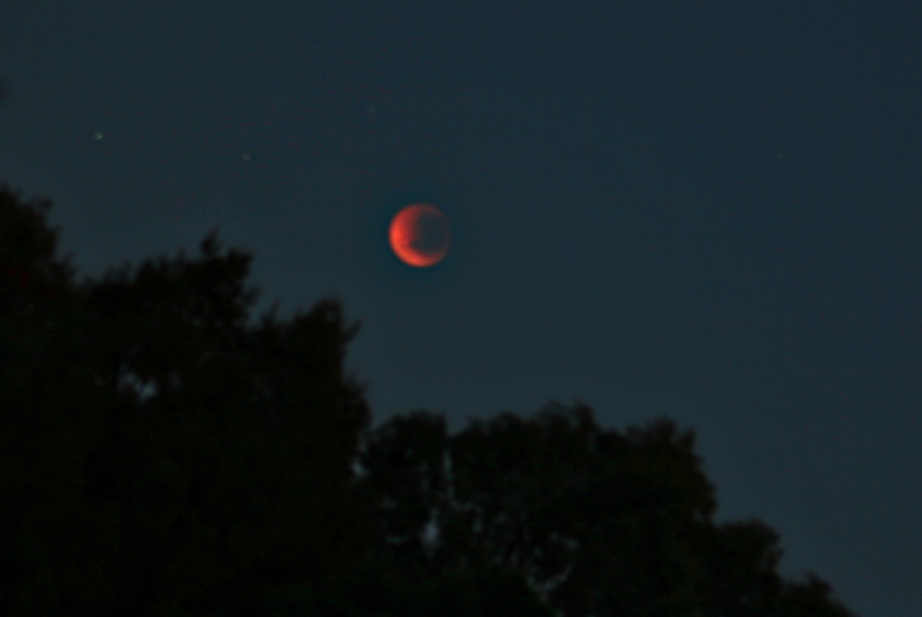 lunar eclipse by corymbia