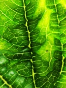 19th Jun 2011 - Echinacea leaf