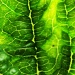 Echinacea leaf by mattjcuk
