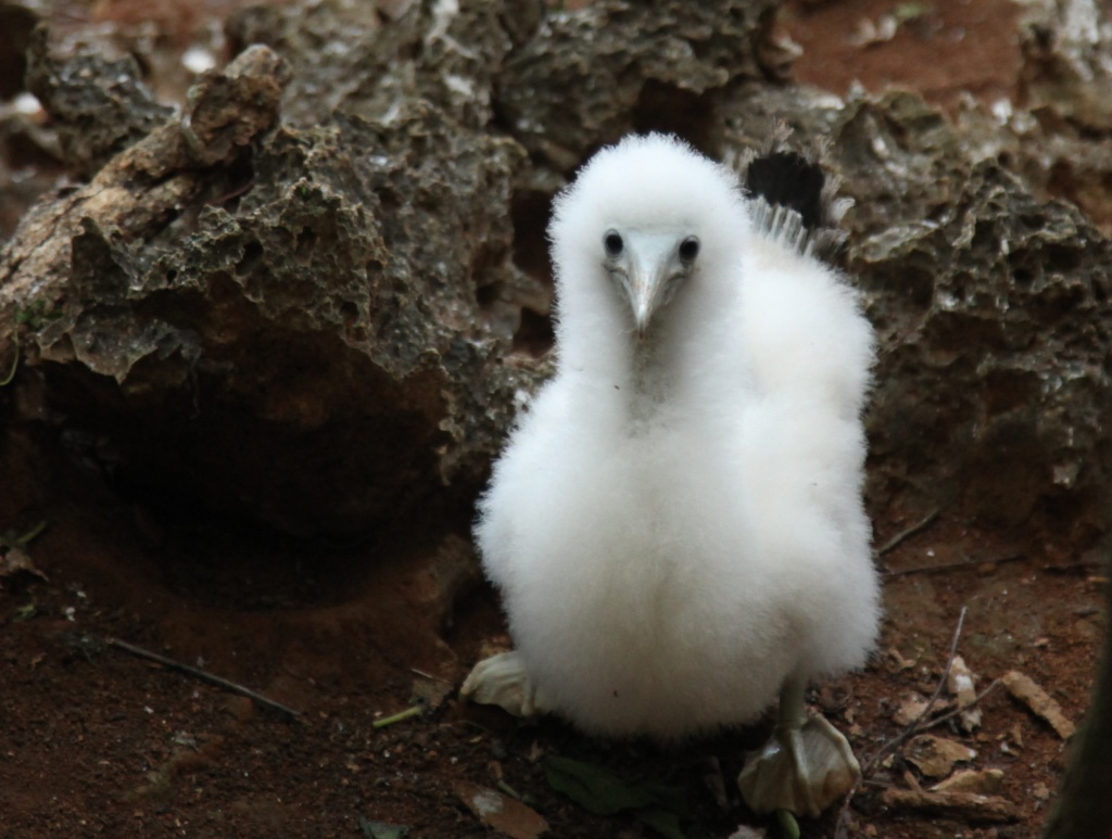 Baby Brown Booby Bird by lbmcshutter