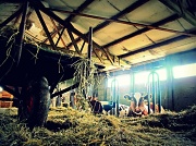 19th Jun 2011 - Farm life