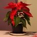 Christmas flower IMG_2974 by annelis