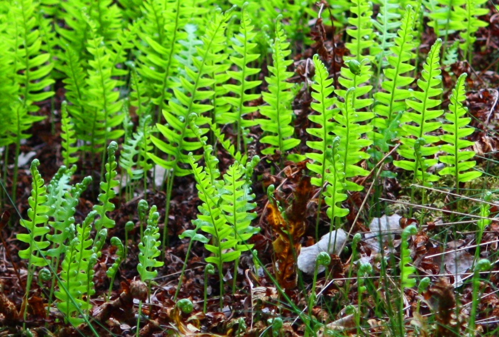Polypodium vulgare cropped IMG_8289 by annelis