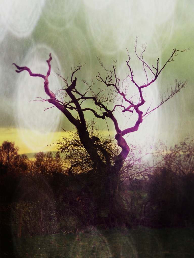 Mystical twisty tree by sabresun