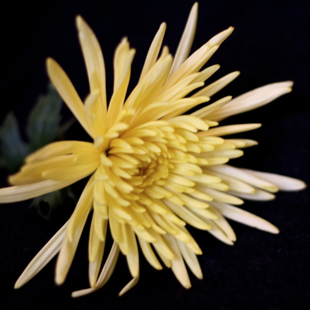 Yellow Flower by laurentye
