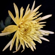 19th Jun 2011 - Yellow Flower