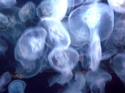 16th Jun 2011 - Moonlight Jellyfish