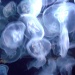 Moonlight Jellyfish by jnadonza