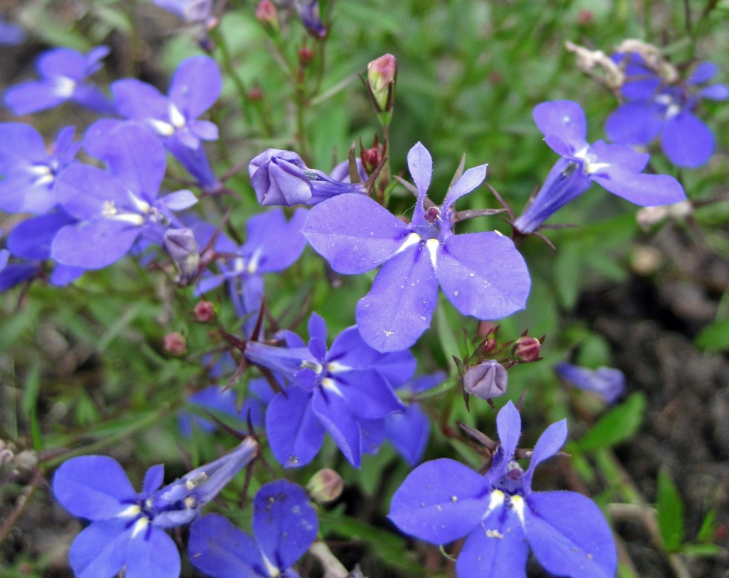 Purple Flowers by dakotakid35