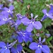 Purple Flowers by dakotakid35