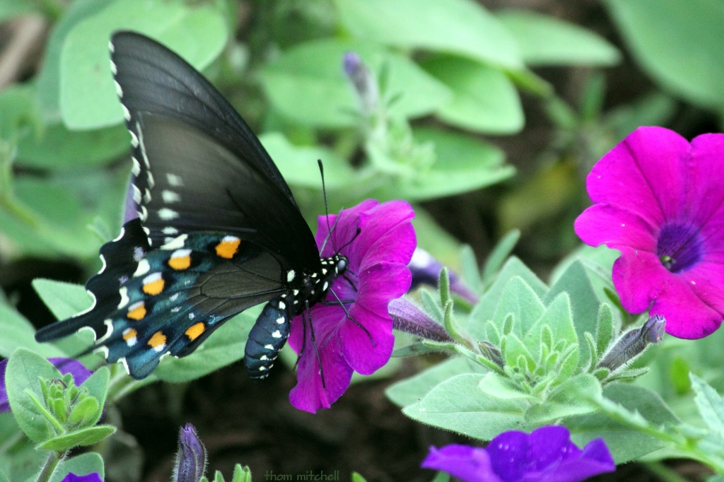 Pipevine Swallowtail (corrected) by rhoing