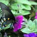 Pipevine Swallowtail (corrected) by rhoing