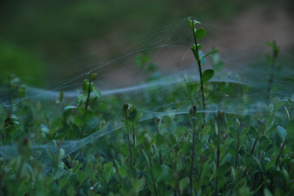 Spider Webs by graceratliff