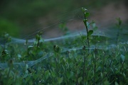 15th Jun 2011 - Spider Webs