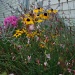 My garden is growing like crazy! by graceratliff