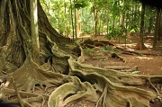 20th Jun 2011 - The buttressed roots of so many of the trees here make me wish I had a wider lens