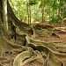 The buttressed roots of so many of the trees here make me wish I had a wider lens by lbmcshutter