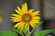 19th Jun 2011 - Sunflower