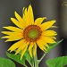 Sunflower by peggysirk