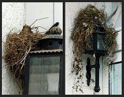 19th Jun 2011 - Nest