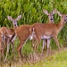 Three Deer by twofunlabs