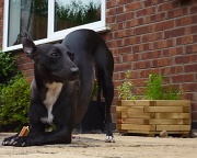 16th Jun 2011 - Don't you wish you could bend like this !!