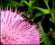 20th Jun 2011 - Bee or Fly?