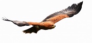 19th Jun 2011 - Tawney Eagle (1/2)