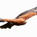 Tawney Eagle (1/2) by netkonnexion