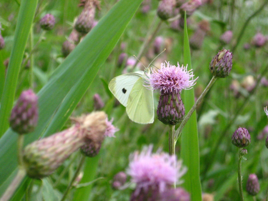 European Cabbage Butterfly on Thistle by olivetreeann