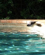 21st Jun 2011 - Birdbath at the Pool - Bombs Away!