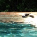 Birdbath at the Pool - Bombs Away! by mozette