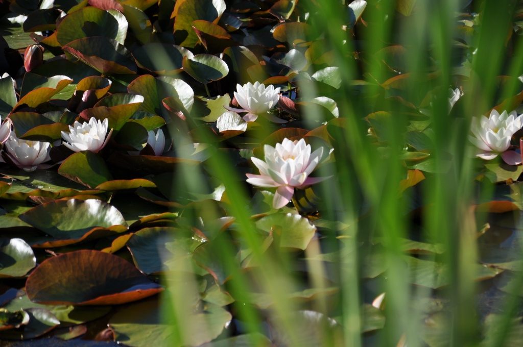 Water Lilies by mamabec