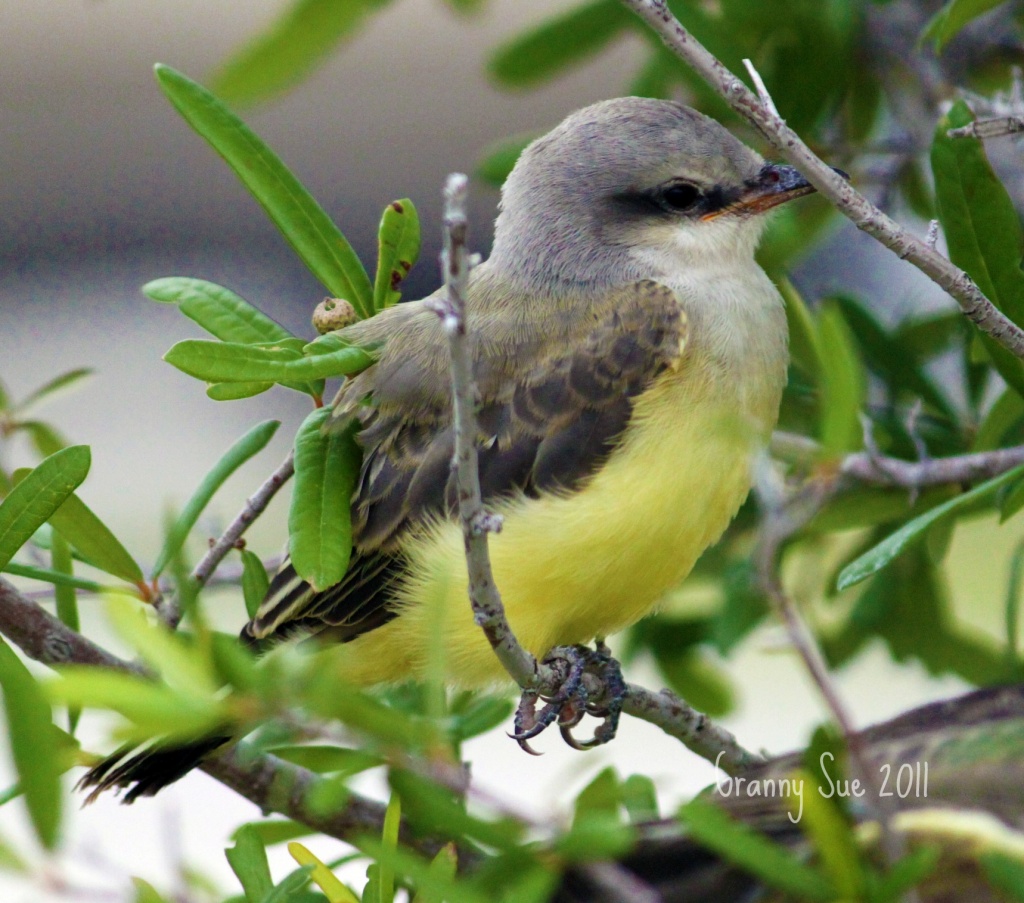 Baby Western Kingbird by grannysue