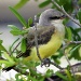 Baby Western Kingbird by grannysue