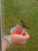20th Jun 2011 - My niece Jesse feeding hummingbirds.