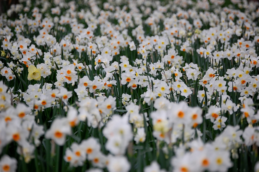 A Host of 'not so' Golden Daffodils by andycoleborn