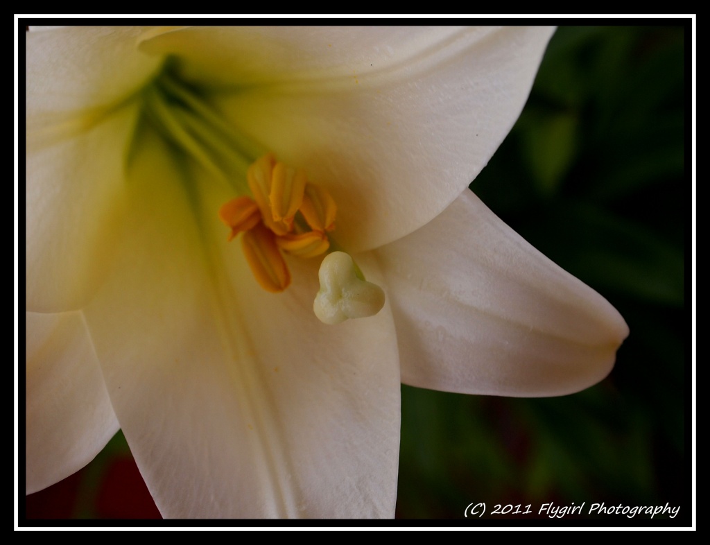 Easter Lily in June I by flygirl