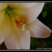 Easter Lily in June I by flygirl
