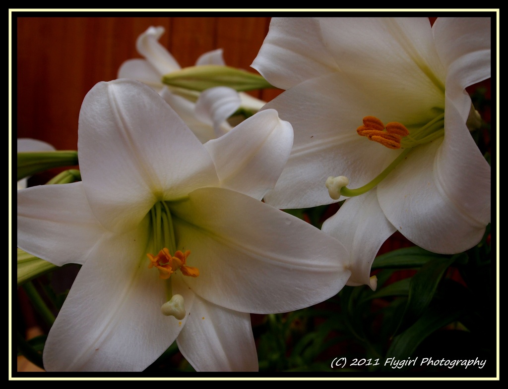 Easter Lilies In June ll by flygirl