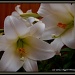 Easter Lilies In June ll by flygirl