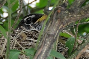 21st Jun 2011 - Keeping An Eye On The Nest