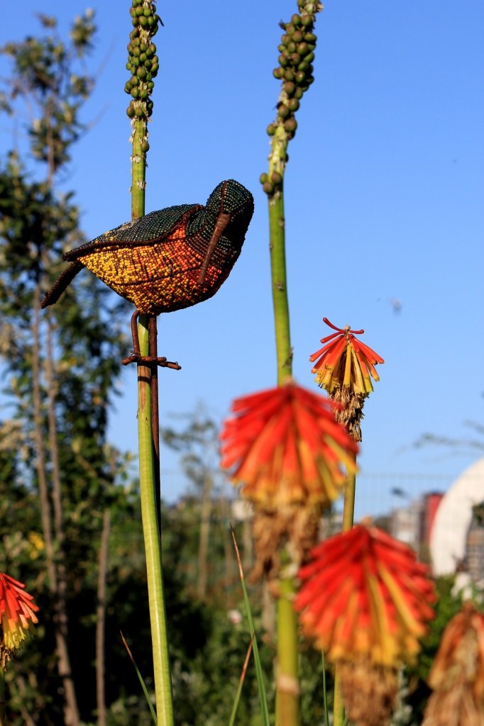 Sunbirds in the Green Point Park by eleanor