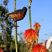 Sunbirds in the Green Point Park by eleanor