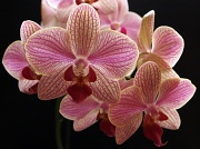 21st Jun 2011 - Pink Orchid