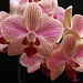Pink Orchid by karendalling