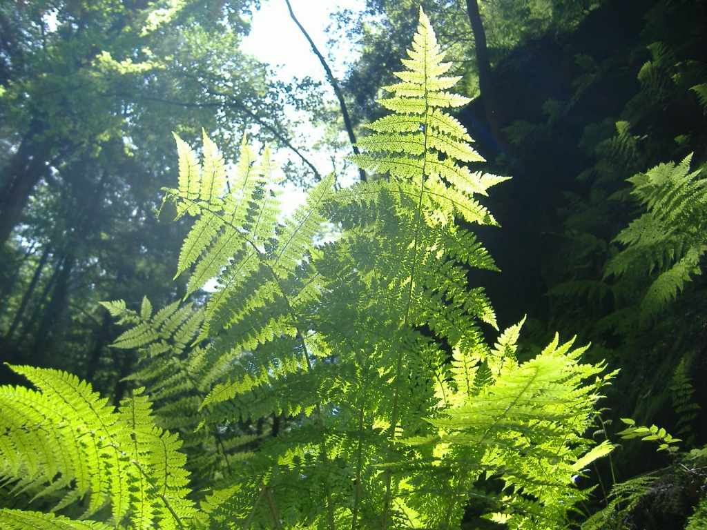 Simply Light and ferns by dianezelia
