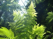 19th Jun 2011 - Simply Light and ferns